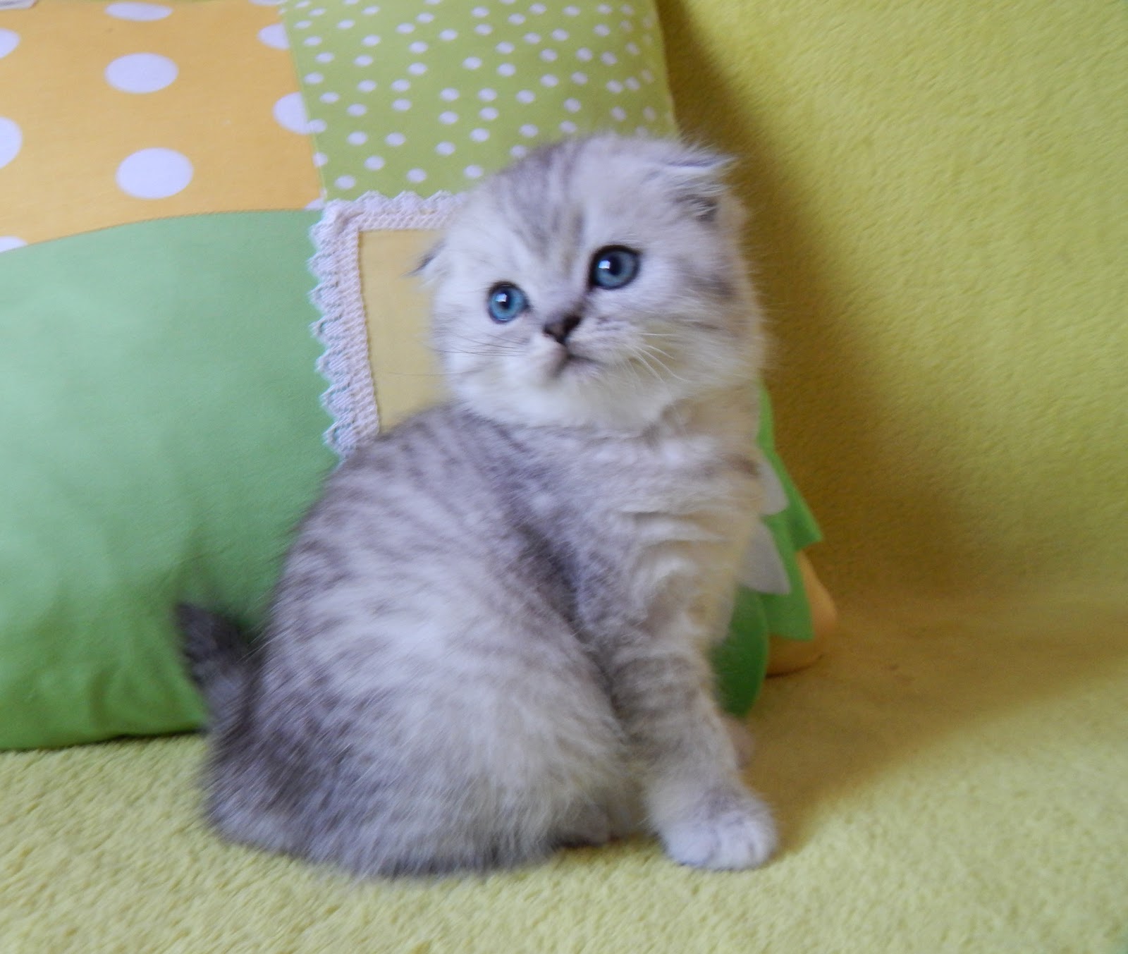 Продам шотландских котят рыбы
